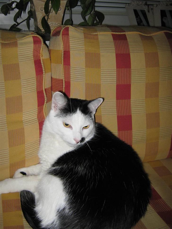 Huskat Oskar billede 15