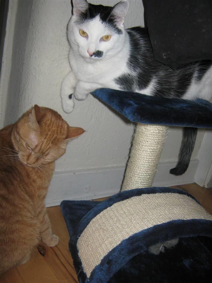 Huskat Oskar billede 16