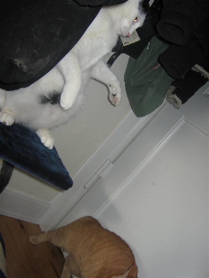 Huskat Oskar billede 17