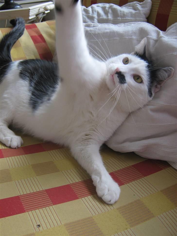 Huskat Oskar billede 18