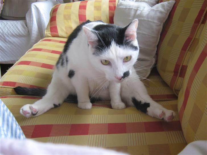 Huskat Oskar billede 19