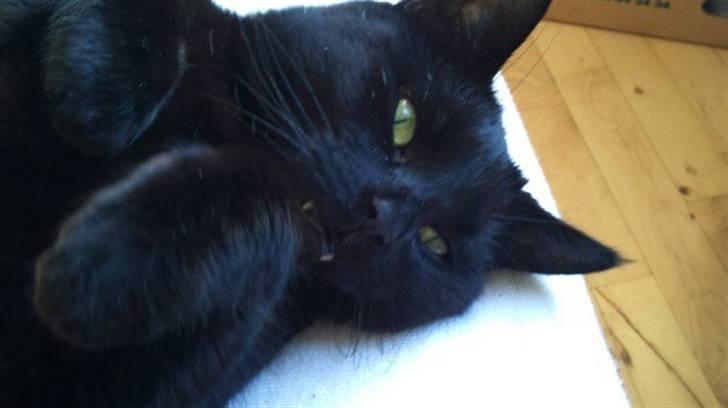 Huskat Zorro billede 2