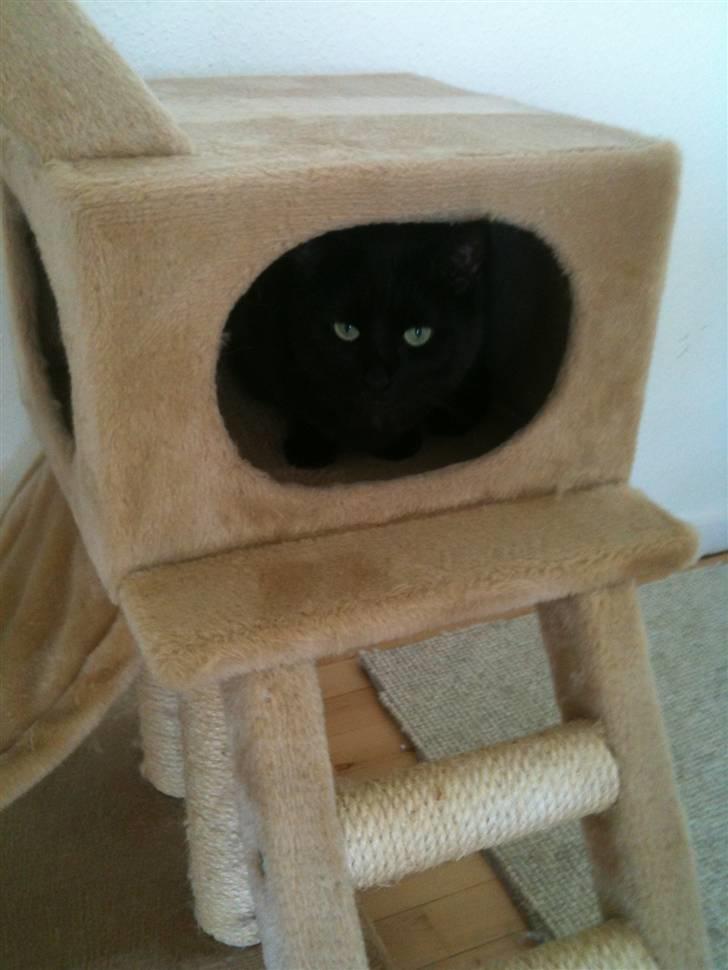 Huskat Zorro billede 3