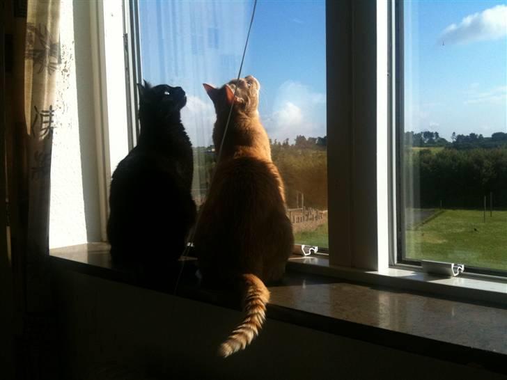 Huskat Zorro billede 4