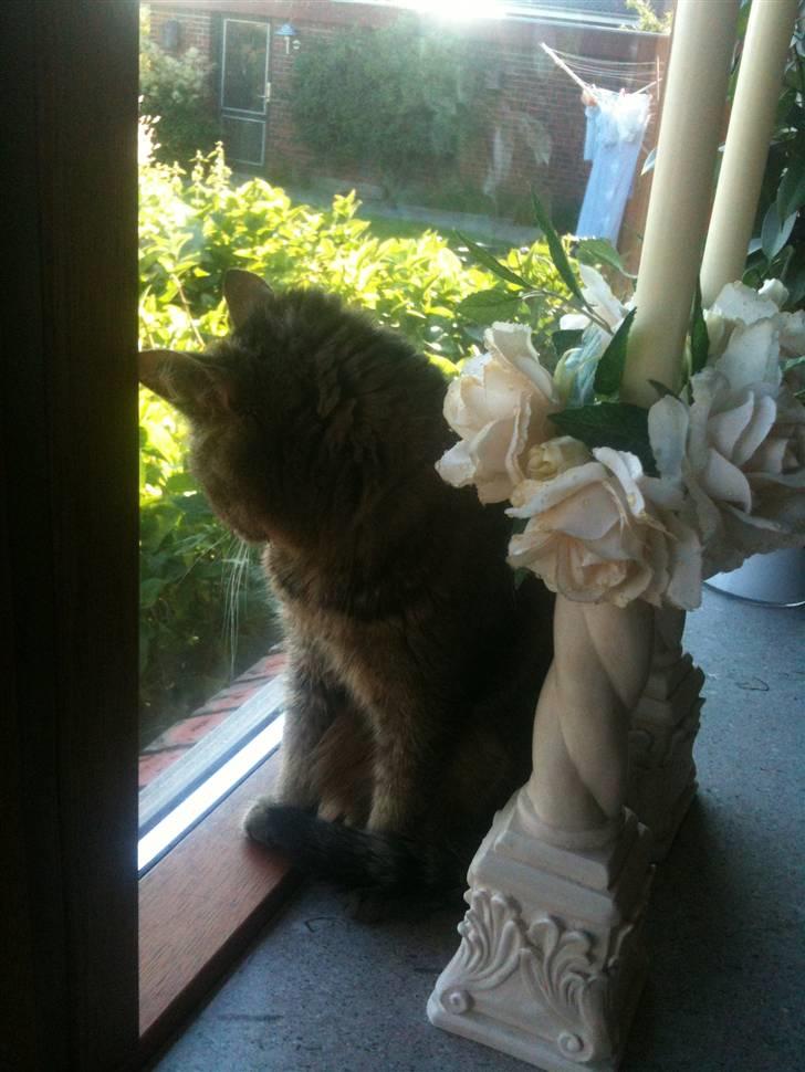 Blanding af racer Vimse billede 1