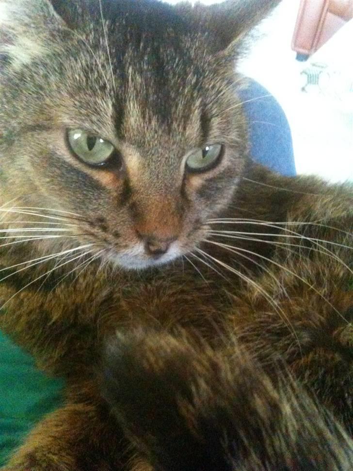 Blanding af racer Vimse billede 2