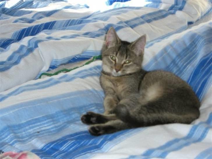 Blanding af racer Vimse billede 3