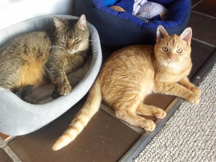 Blanding af racer Vimse billede 4