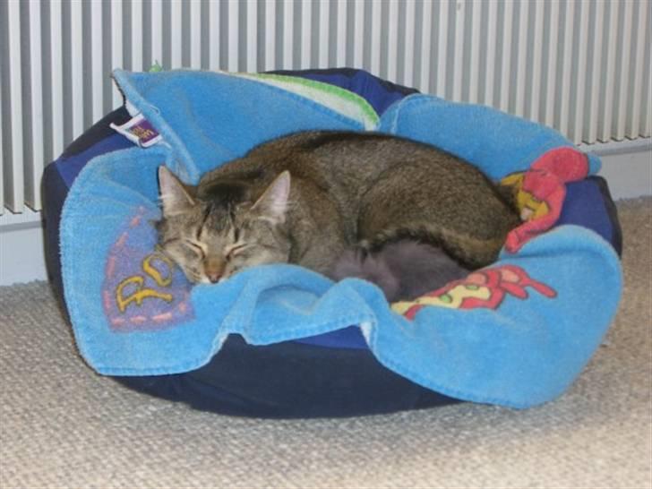 Blanding af racer Vimse billede 5