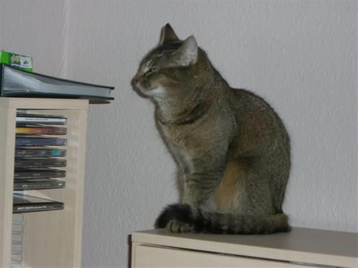 Blanding af racer Vimse billede 6