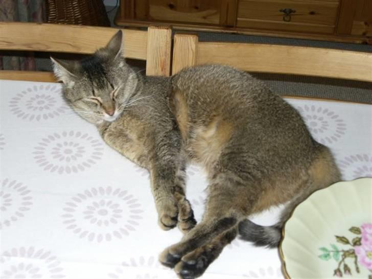 Blanding af racer Vimse billede 7