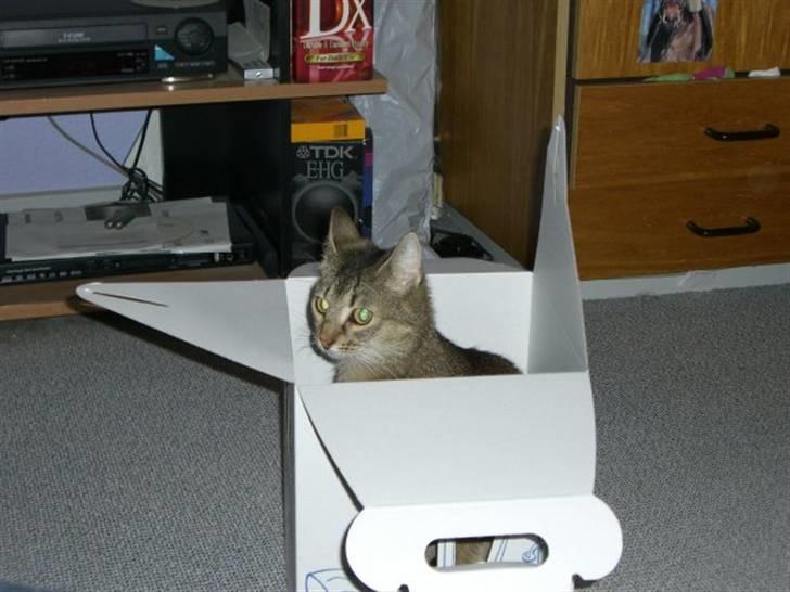 Blanding af racer Vimse billede 8