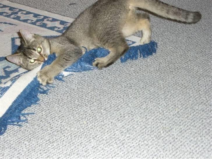 Blanding af racer Vimse billede 9