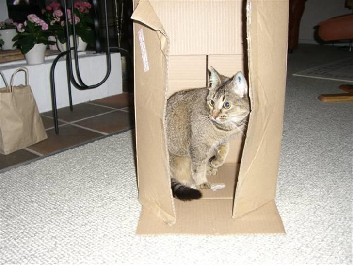 Blanding af racer Vimse billede 10