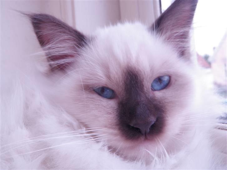 Hellig Birma Kitski billede 1