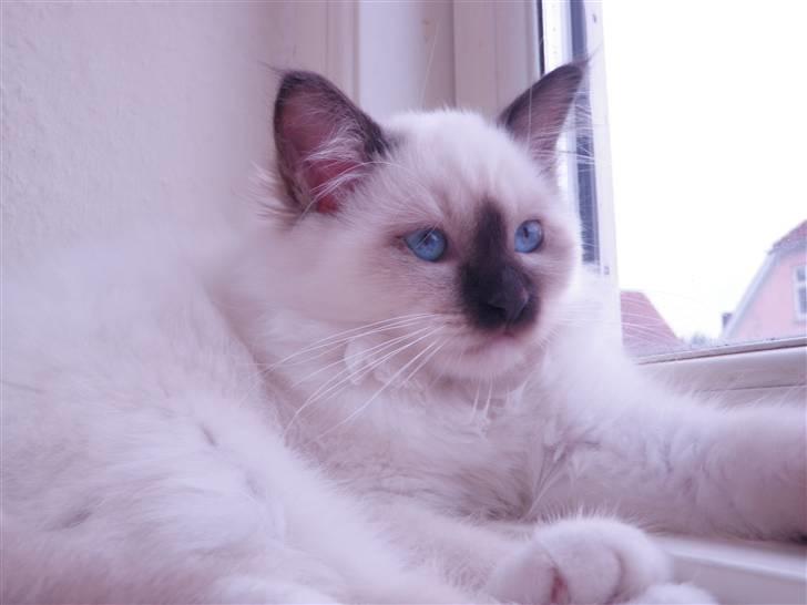 Hellig Birma Kitski billede 2