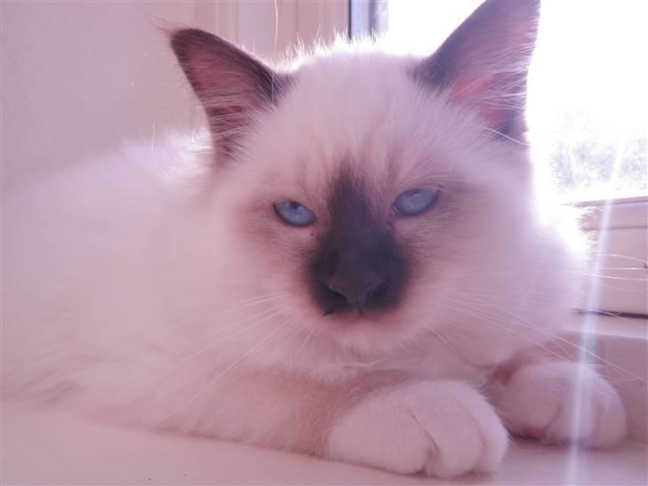 Hellig Birma Kitski billede 3