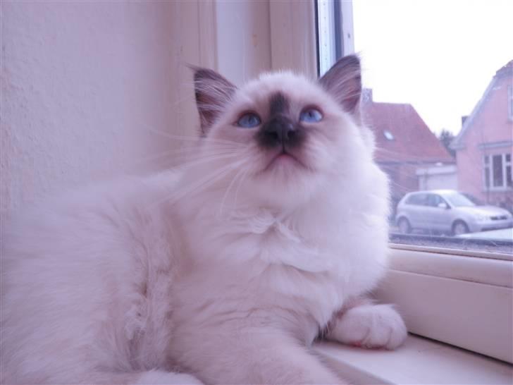 Hellig Birma Kitski billede 4