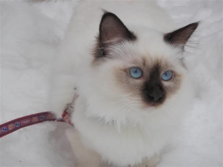 Hellig Birma Kitski billede 5