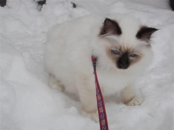 Hellig Birma Kitski billede 6