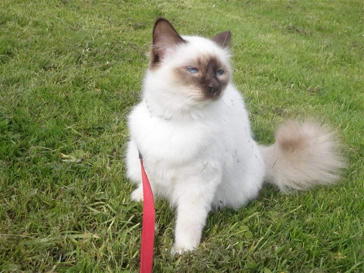 Hellig Birma Kitski billede 7