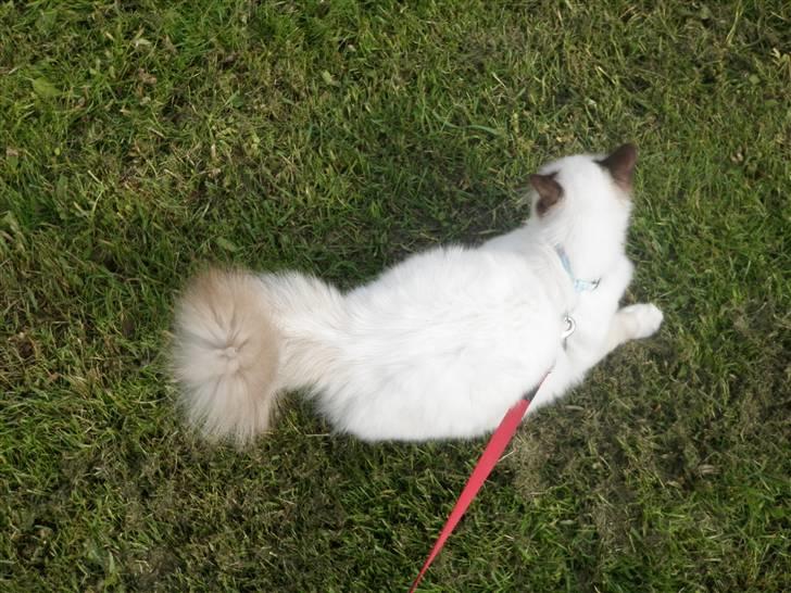 Hellig Birma Kitski billede 8