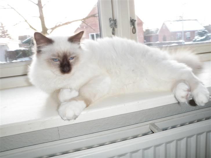 Hellig Birma Kitski billede 9