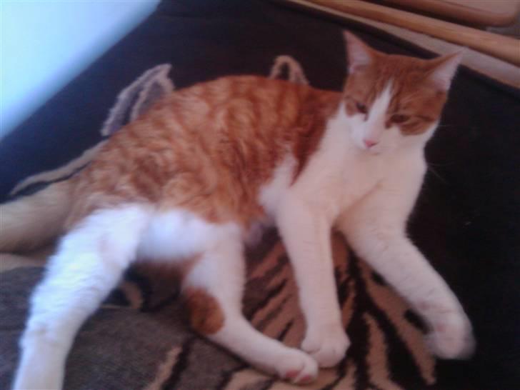 Huskat Bobo billede 8