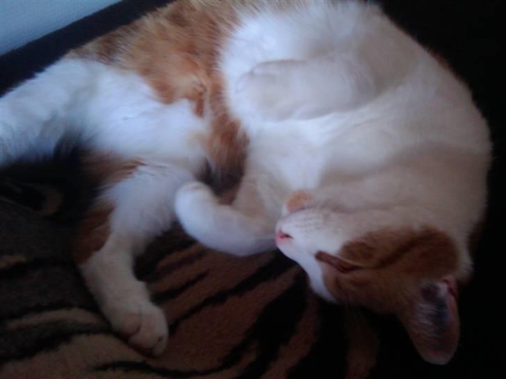 Huskat Bobo billede 9