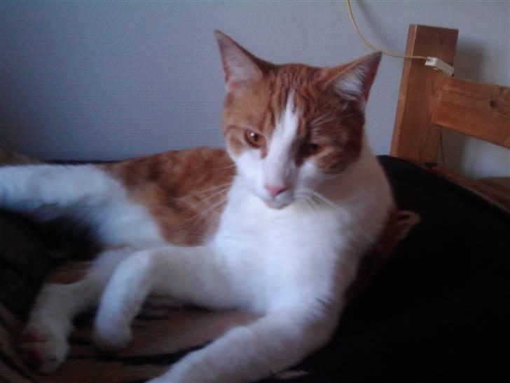 Huskat Bobo billede 10