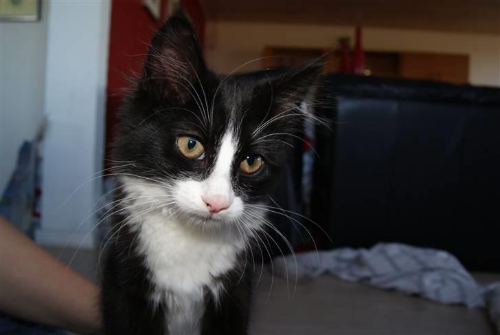 Blanding af racer Malou <3 - heeeij :) velkommen til min profil det er mig der er Malou :) billede 1