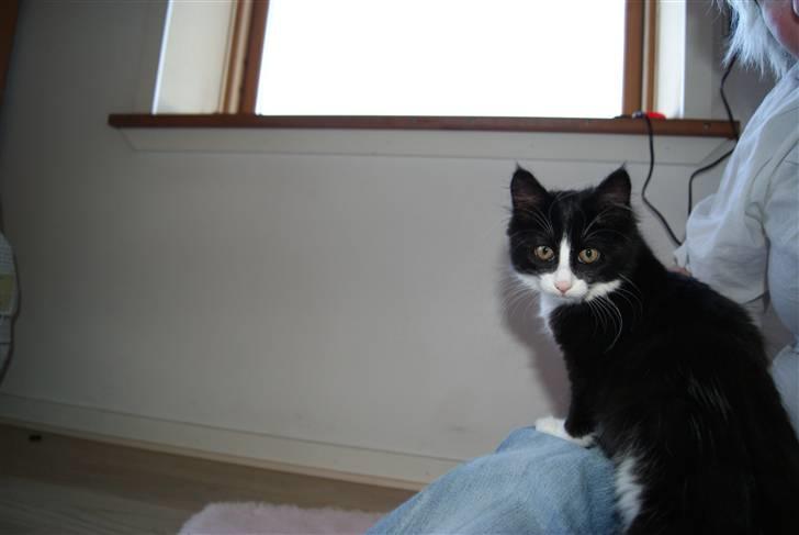 Blanding af racer Malou <3 billede 2