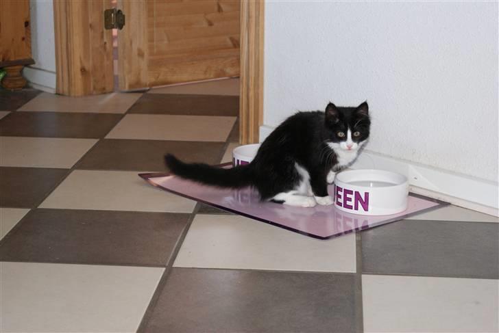 Blanding af racer Malou <3 billede 3