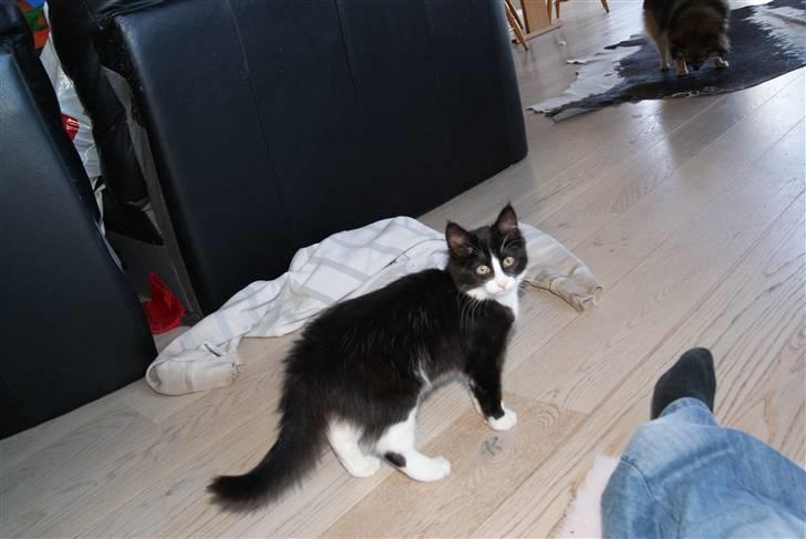 Blanding af racer Malou <3 billede 4