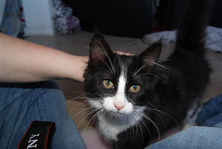 Blanding af racer Malou <3 billede 5