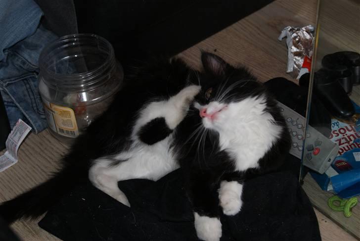 Blanding af racer Malou <3 - ihh det klør billede 6