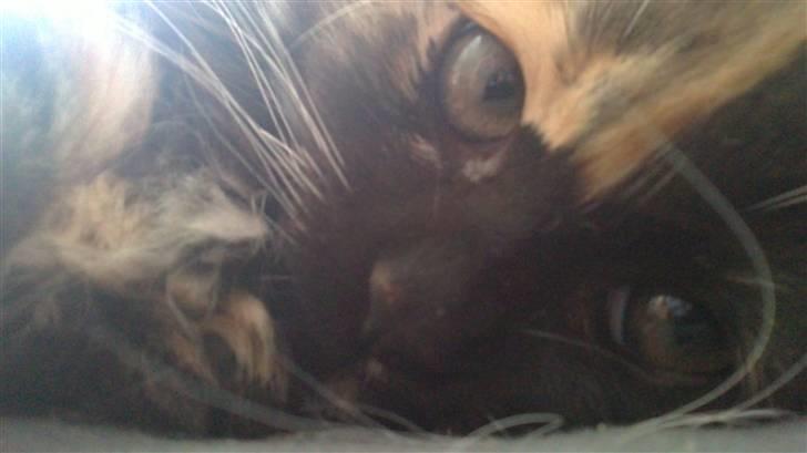 Norsk Skovkat Choice solgt billede 1