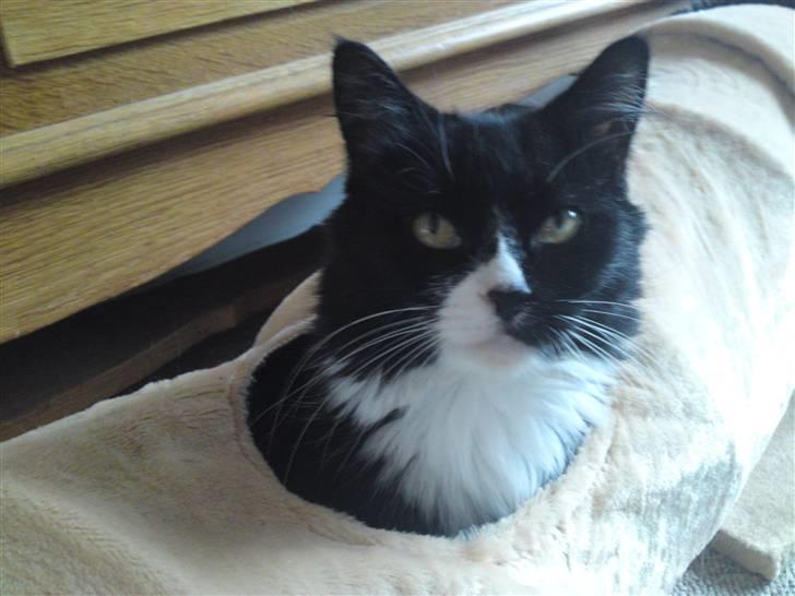 Blanding af racer Bettemus - 2009 bettemus leger i hendes tunnel :) billede 16