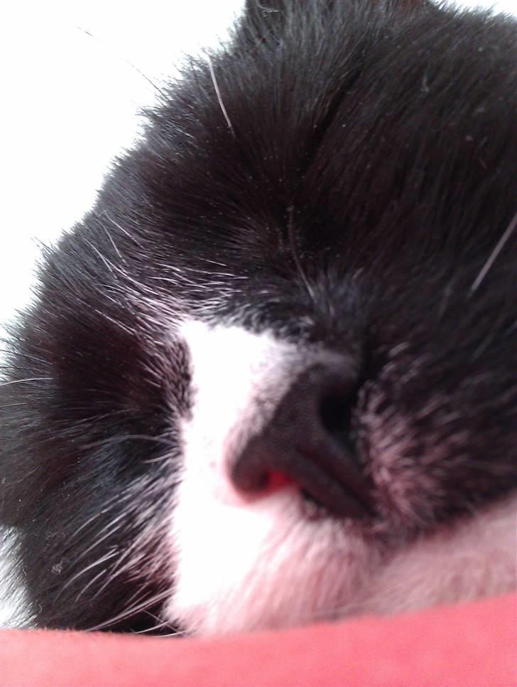 Blanding af racer Bettemus billede 17