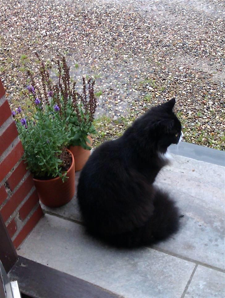 Blanding af racer Bettemus billede 18