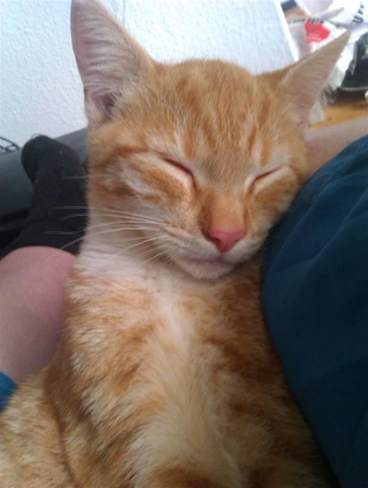 Huskat Morgan billede 1