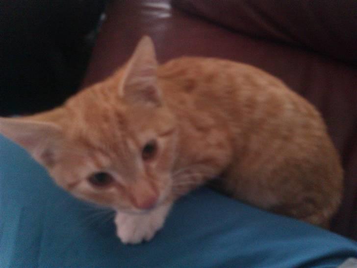 Huskat Morgan billede 2