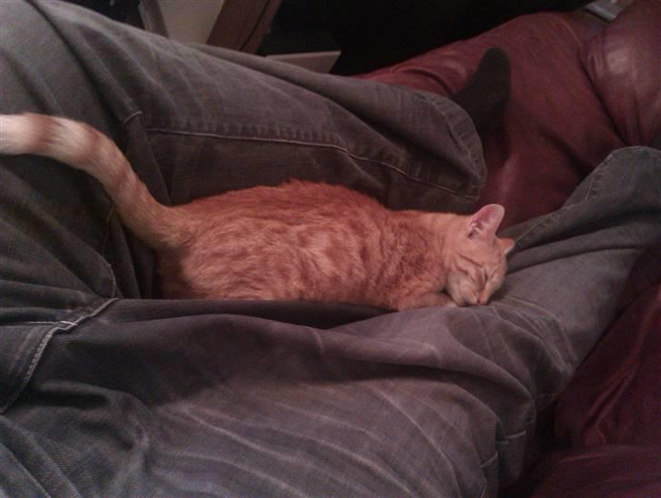 Huskat Morgan billede 3