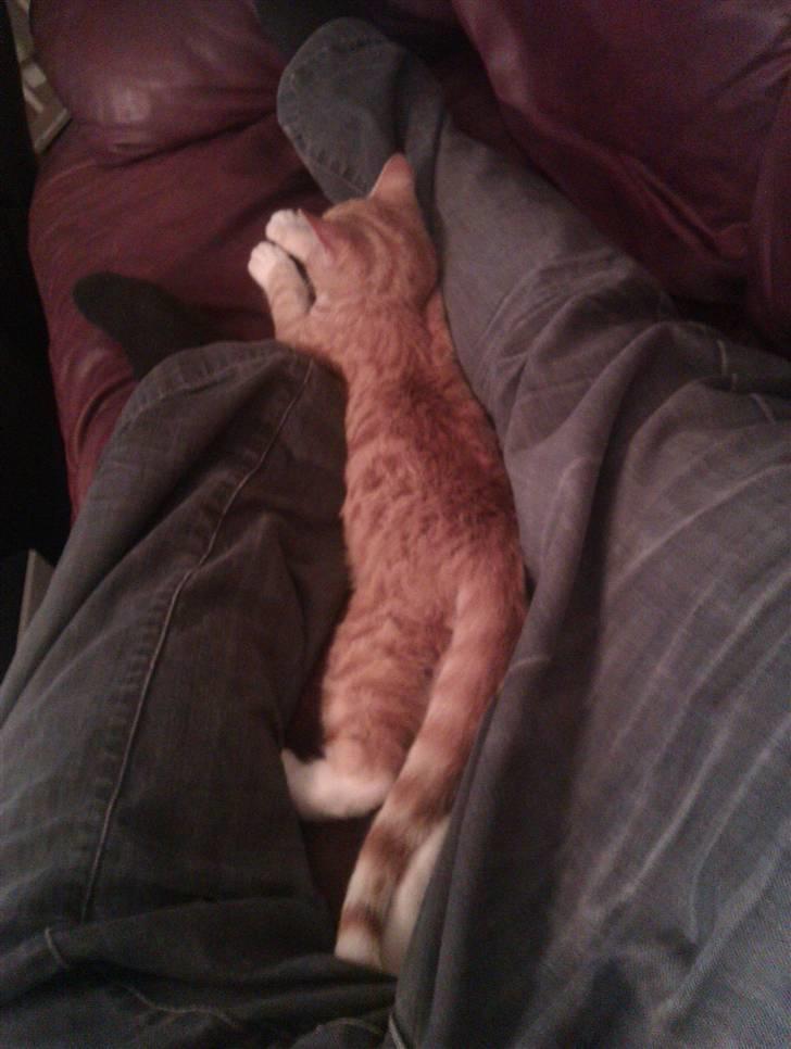 Huskat Morgan billede 4