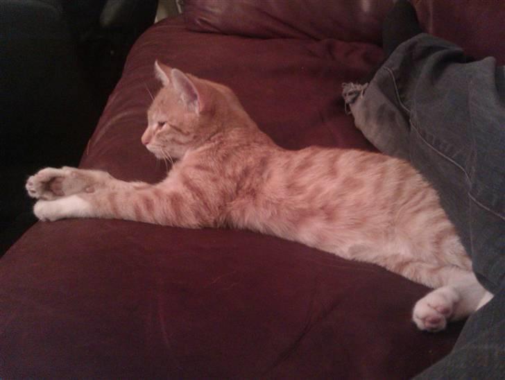 Huskat Morgan billede 5