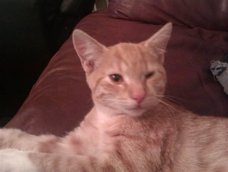 Huskat Morgan billede 6