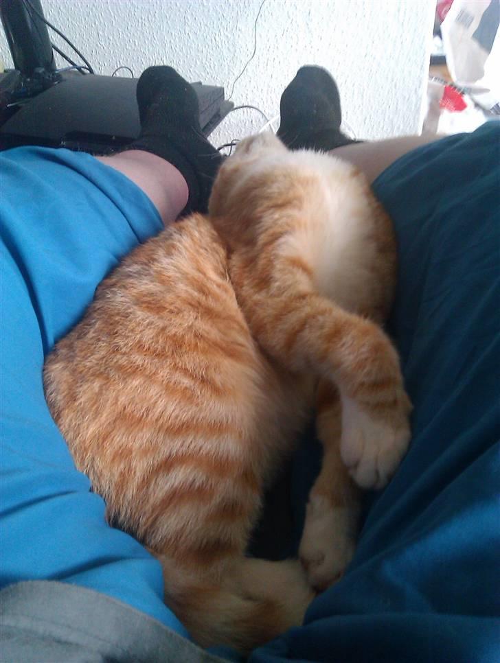 Huskat Morgan - sov lidt for tungt billede 7