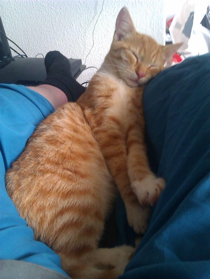 Huskat Morgan billede 8