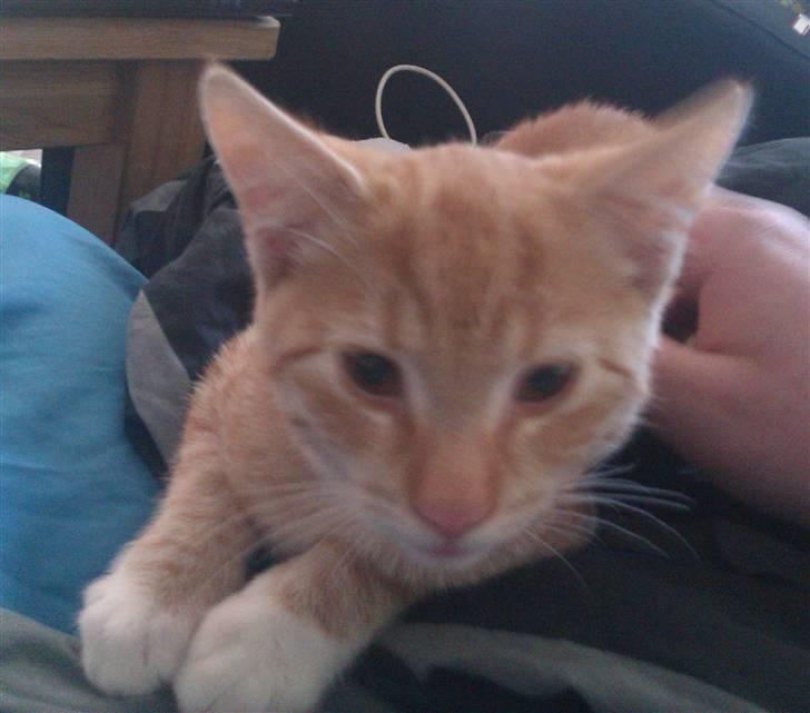 Huskat Morgan billede 9