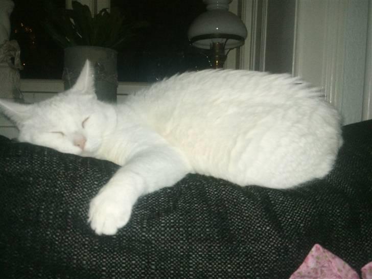 Huskat missepigen R.I.P :( billede 6